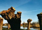 020303 30 noordaa knotwilgengroep